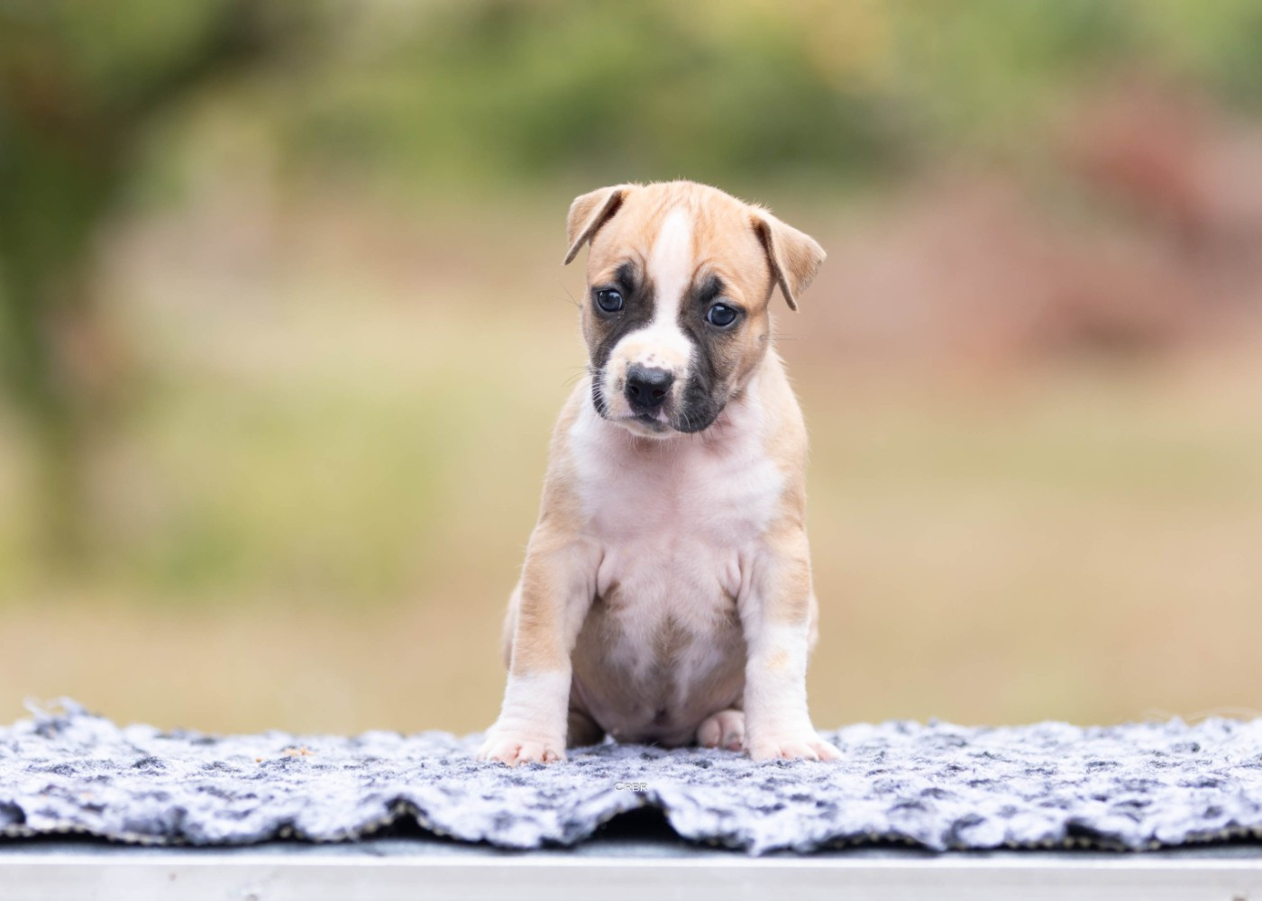 Du chemin des moulins - Chiots disponibles - American Staffordshire Terrier