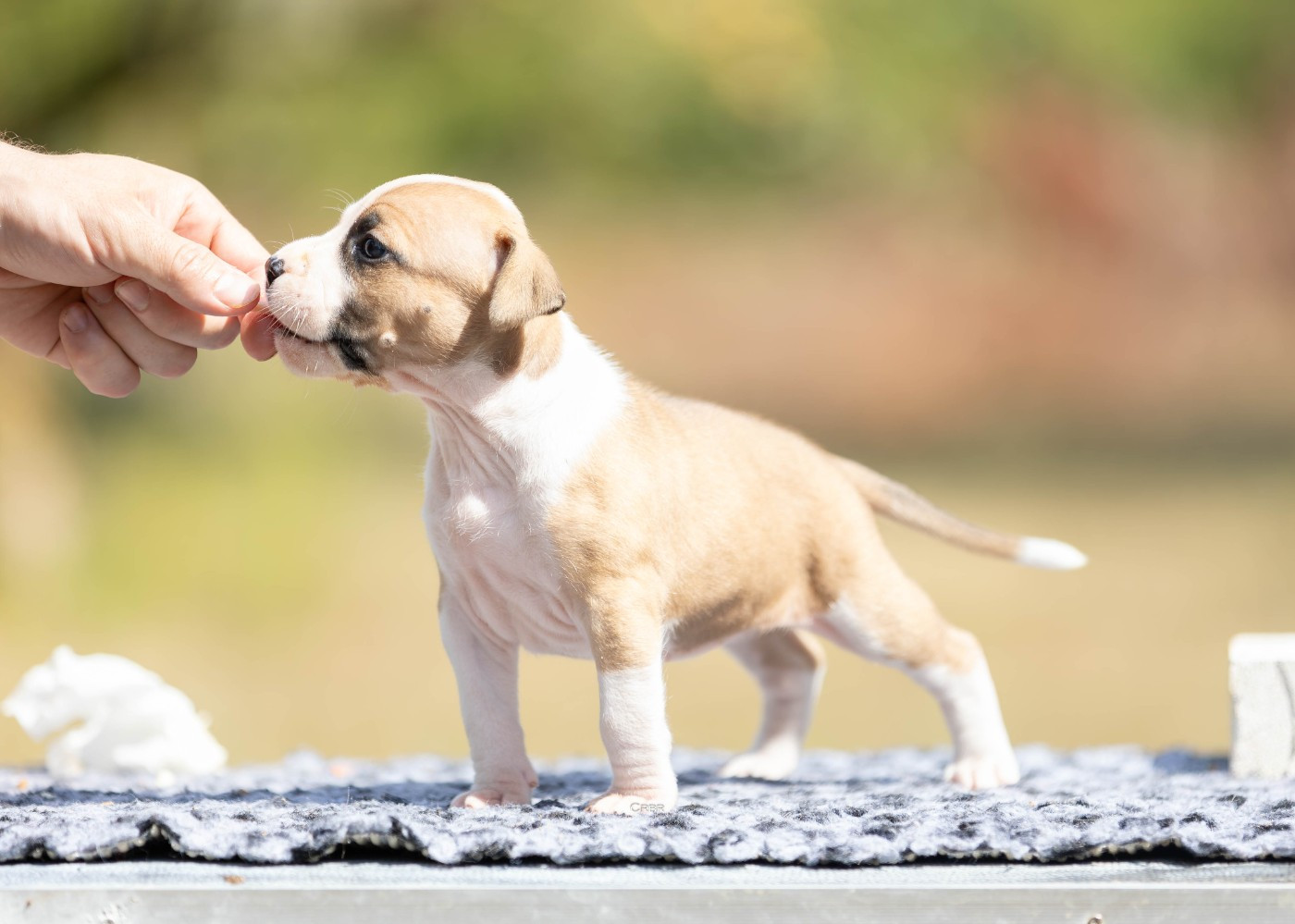 Du chemin des moulins - Chiots disponibles - American Staffordshire Terrier