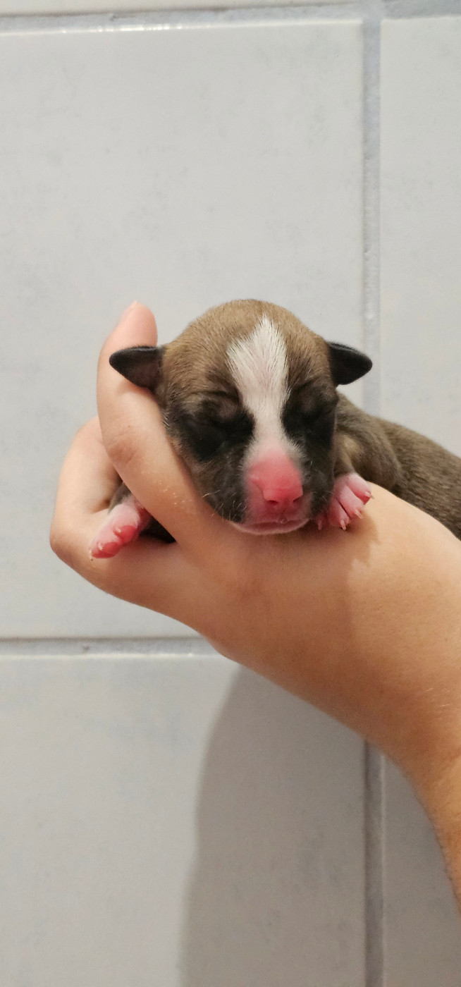 Du chemin des moulins - Chiots disponibles - American Staffordshire Terrier