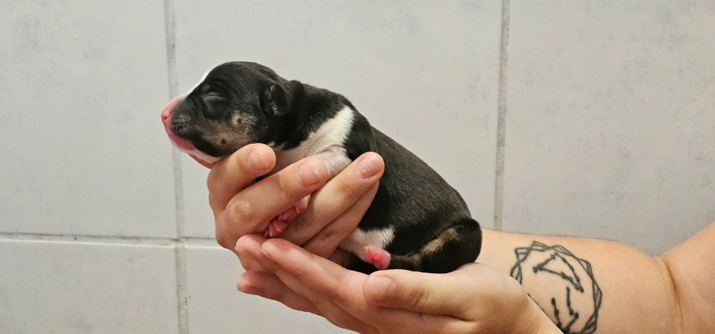 Du chemin des moulins - Chiots disponibles - American Staffordshire Terrier