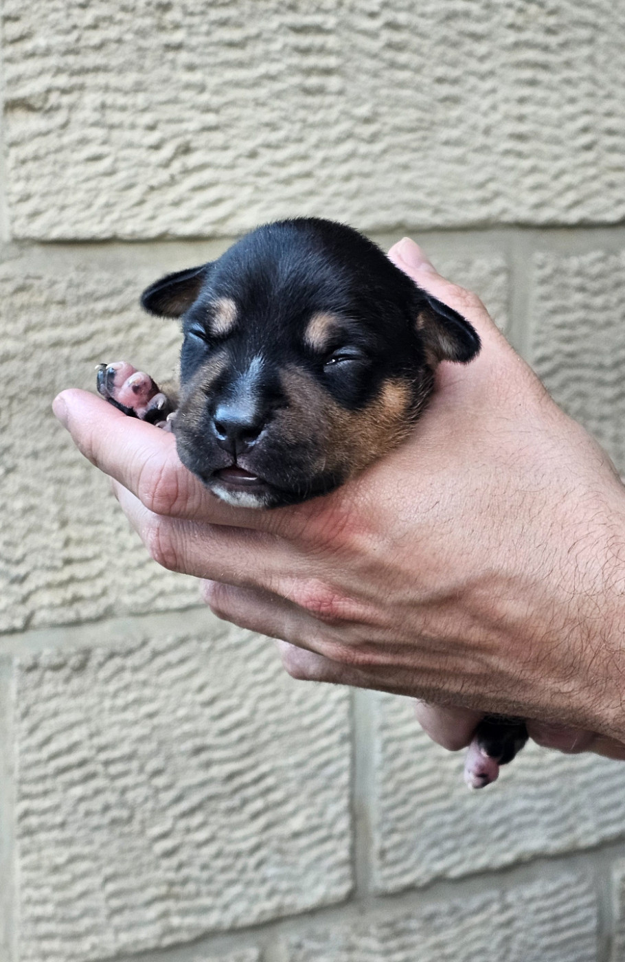Du chemin des moulins - Chiots disponibles - American Staffordshire Terrier
