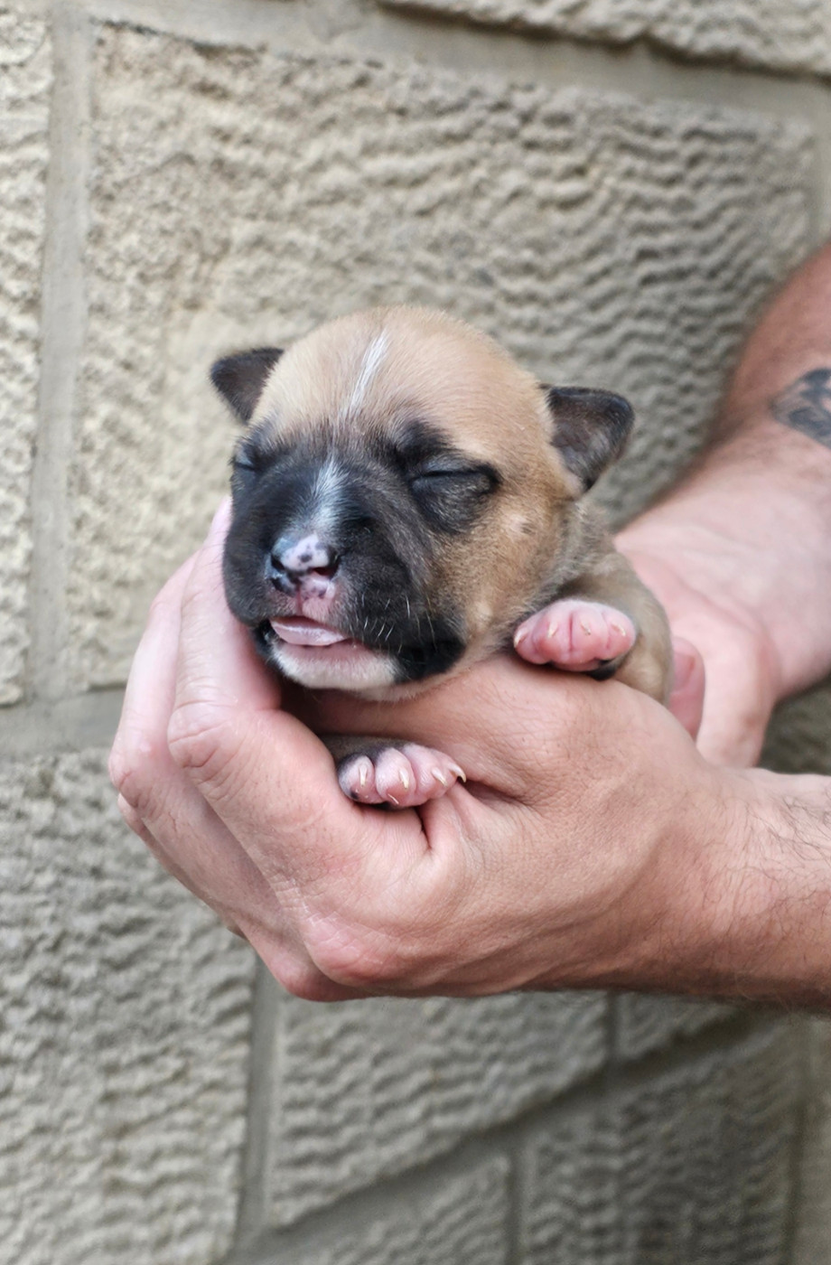 Du chemin des moulins - Chiots disponibles - American Staffordshire Terrier