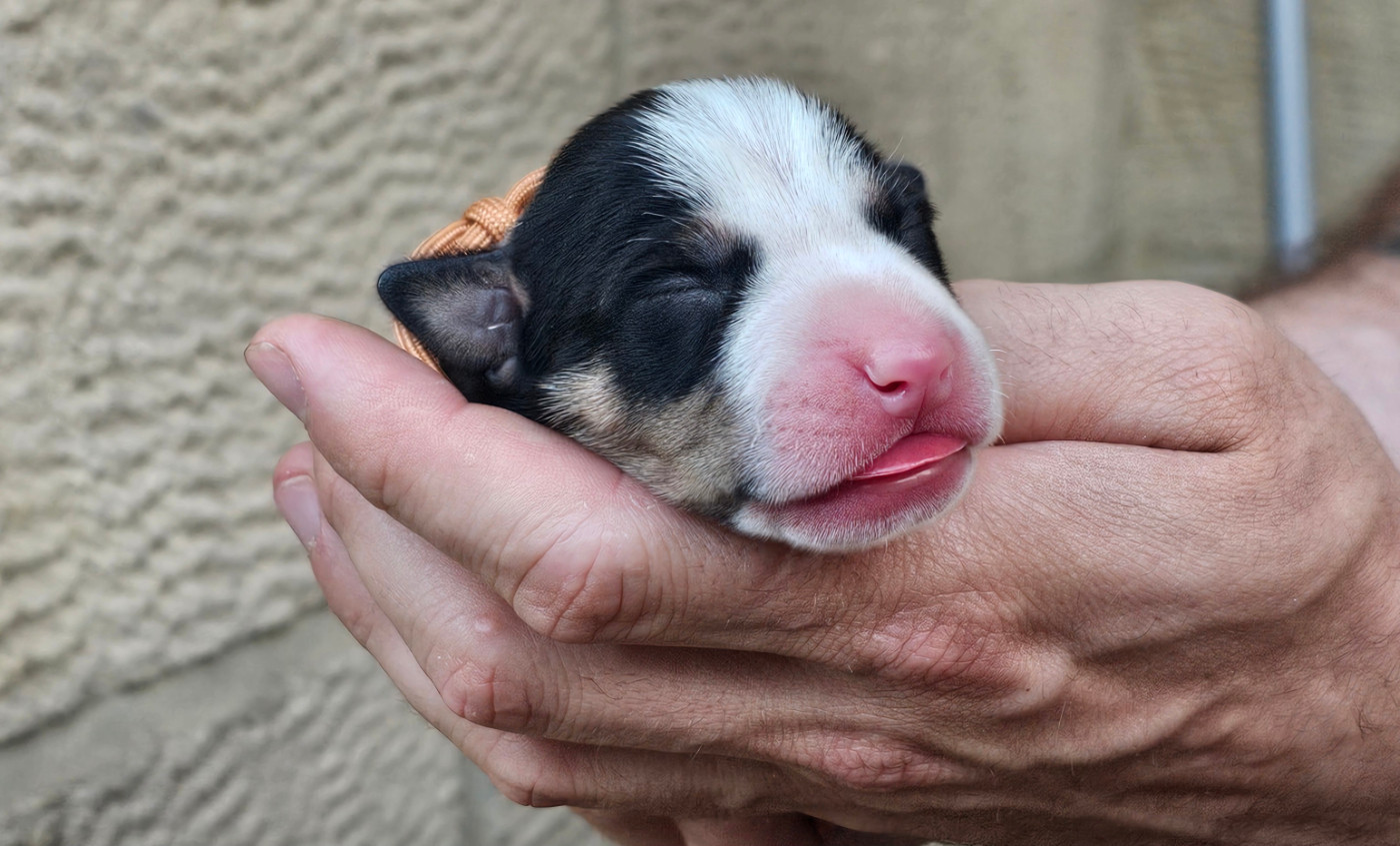 Du chemin des moulins - Chiots disponibles - American Staffordshire Terrier