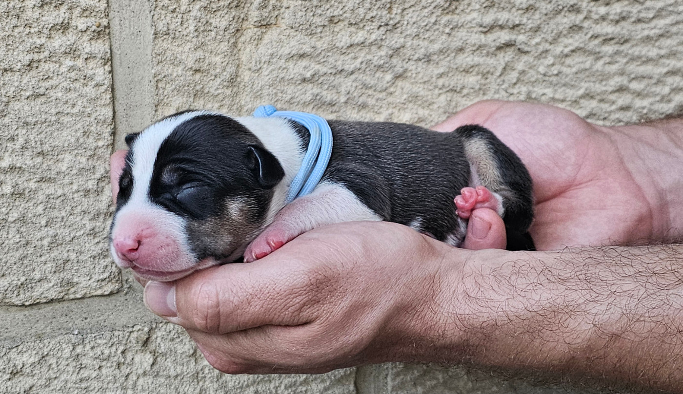 Du chemin des moulins - Chiots disponibles - American Staffordshire Terrier
