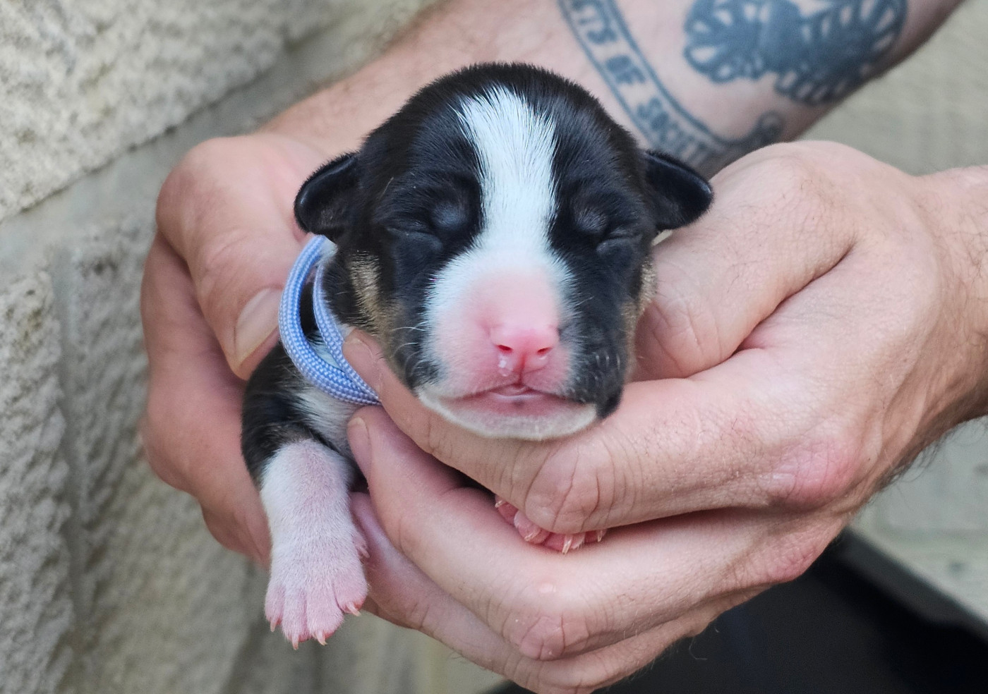 Du chemin des moulins - Chiots disponibles - American Staffordshire Terrier