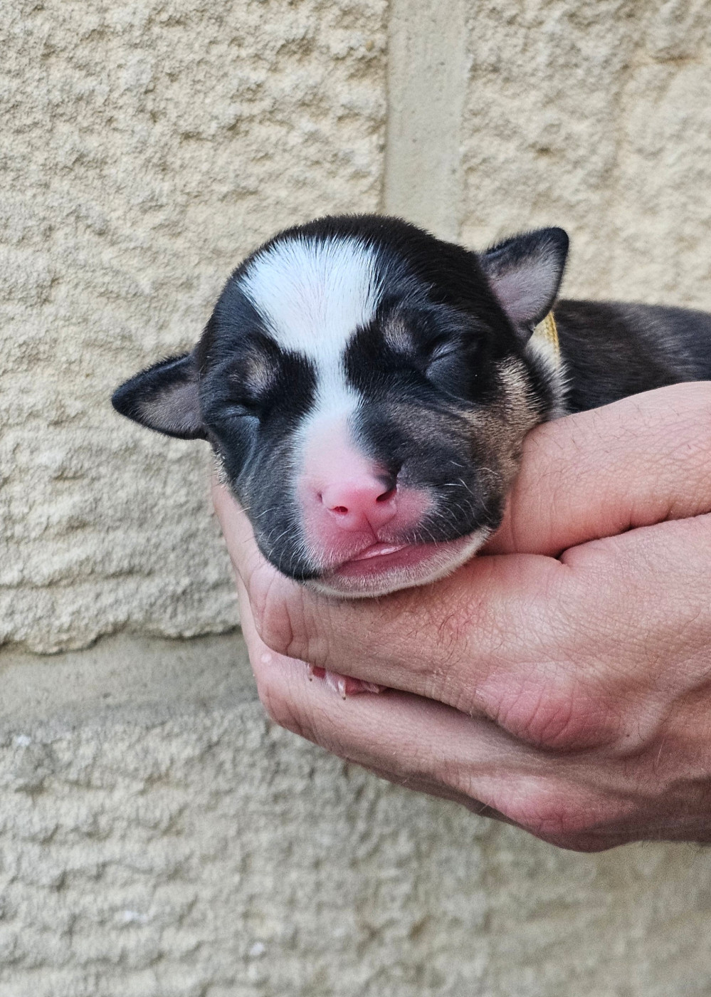 Du chemin des moulins - Chiots disponibles - American Staffordshire Terrier