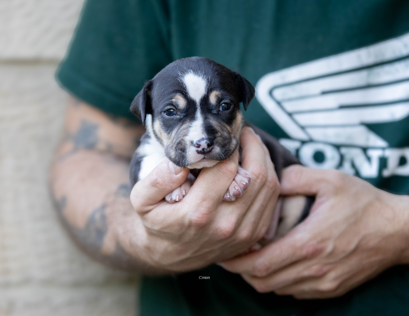 Du chemin des moulins - Chiots disponibles - American Staffordshire Terrier
