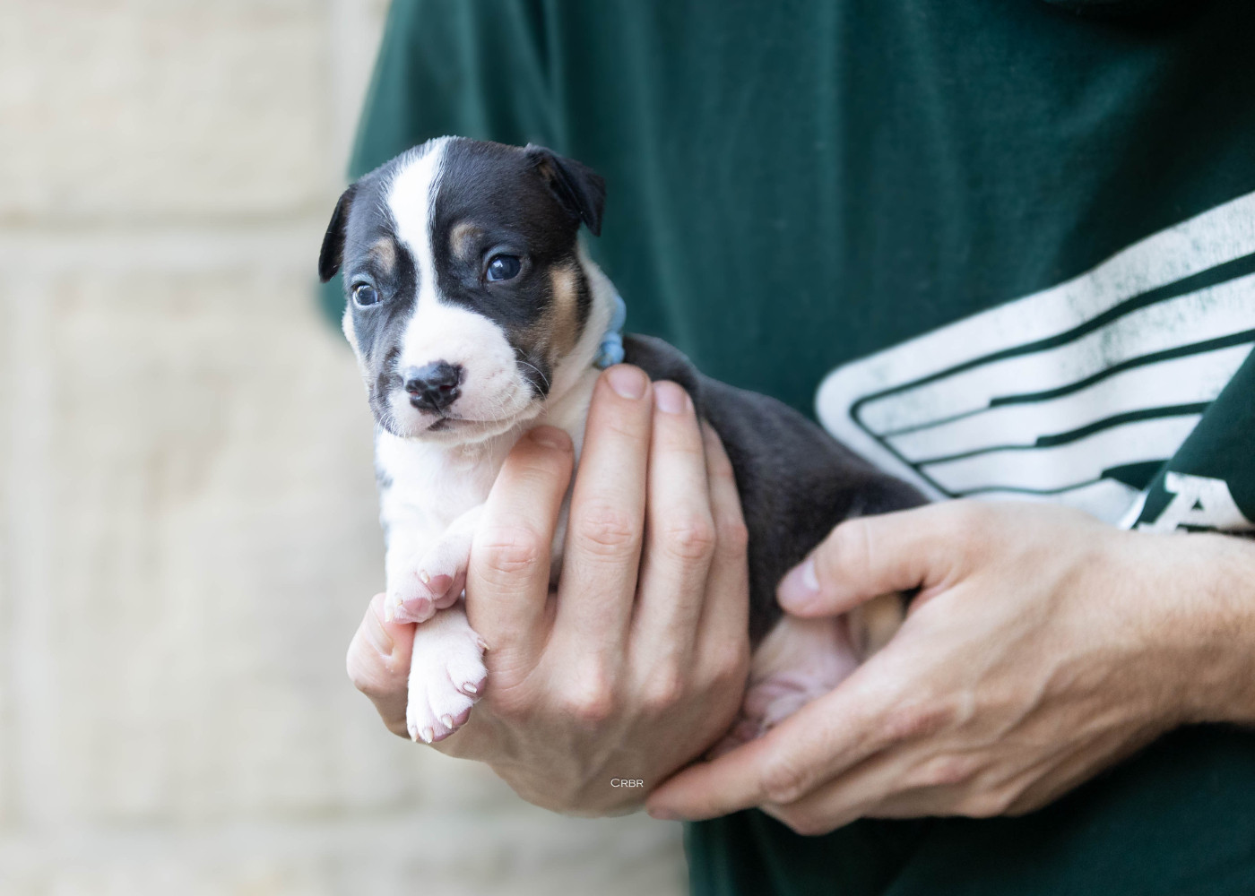 Du chemin des moulins - Chiots disponibles - American Staffordshire Terrier
