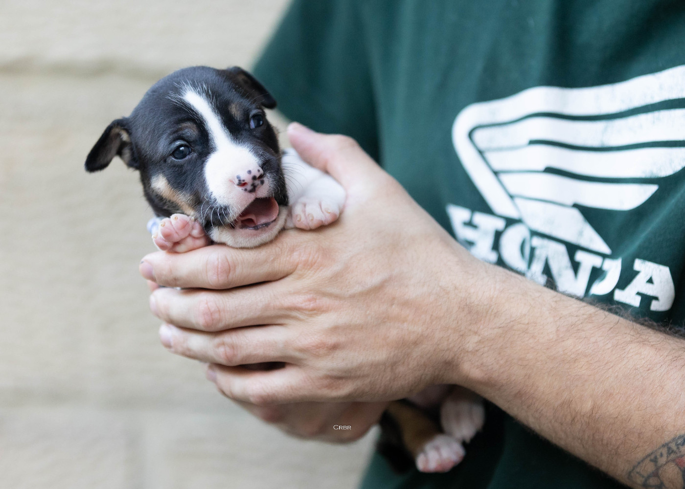 Du chemin des moulins - Chiots disponibles - American Staffordshire Terrier