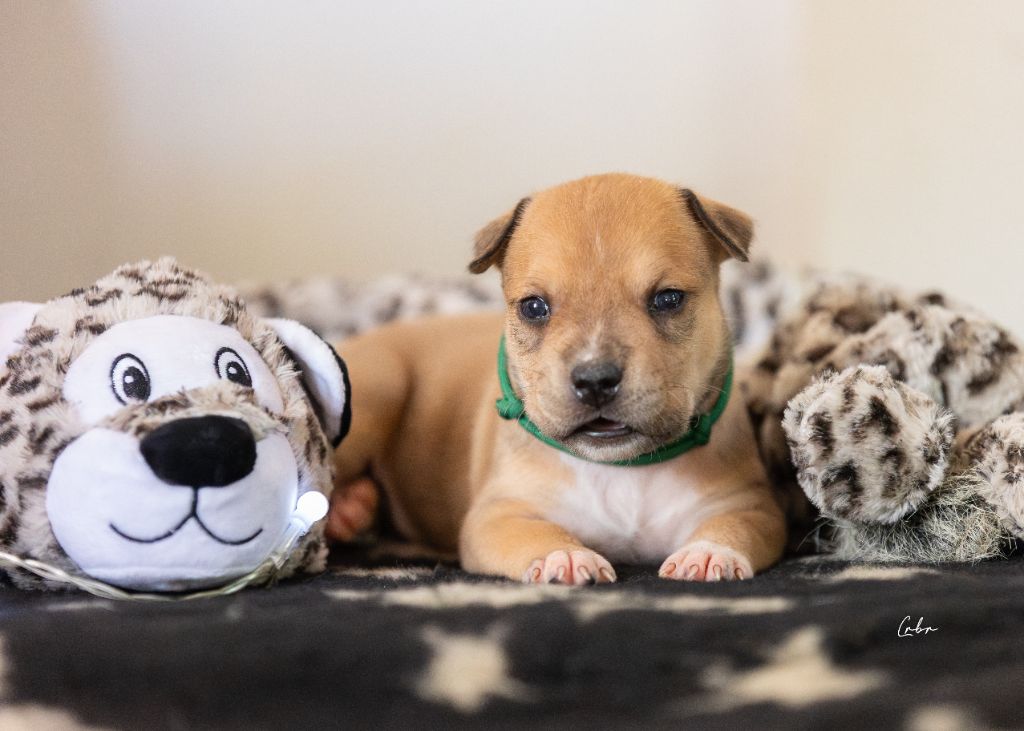 Du chemin des moulins - Chiots disponibles - American Staffordshire Terrier