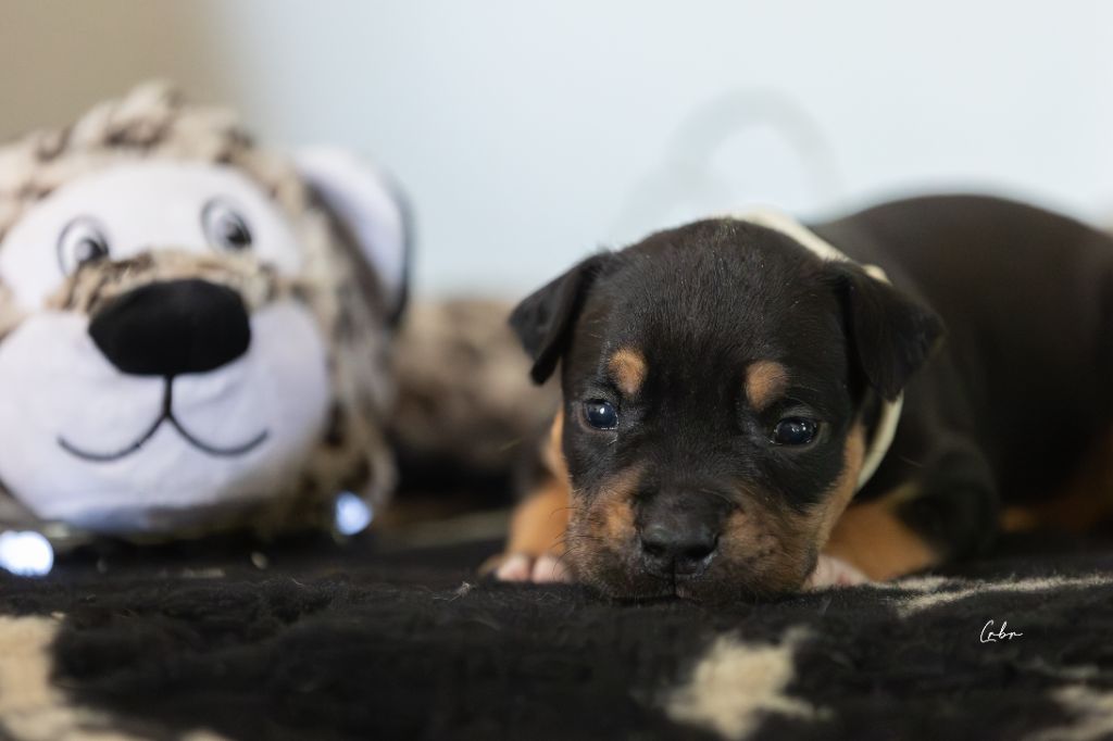 Du chemin des moulins - Chiots disponibles - American Staffordshire Terrier