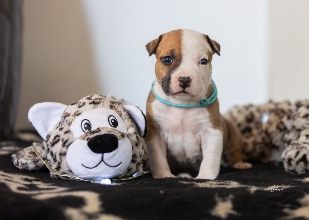 Du chemin des moulins - Chiots disponibles - American Staffordshire Terrier