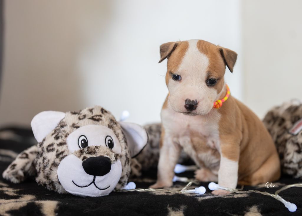 Du chemin des moulins - Chiots disponibles - American Staffordshire Terrier