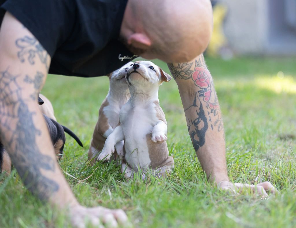 Du chemin des moulins - Chiots disponibles - American Staffordshire Terrier