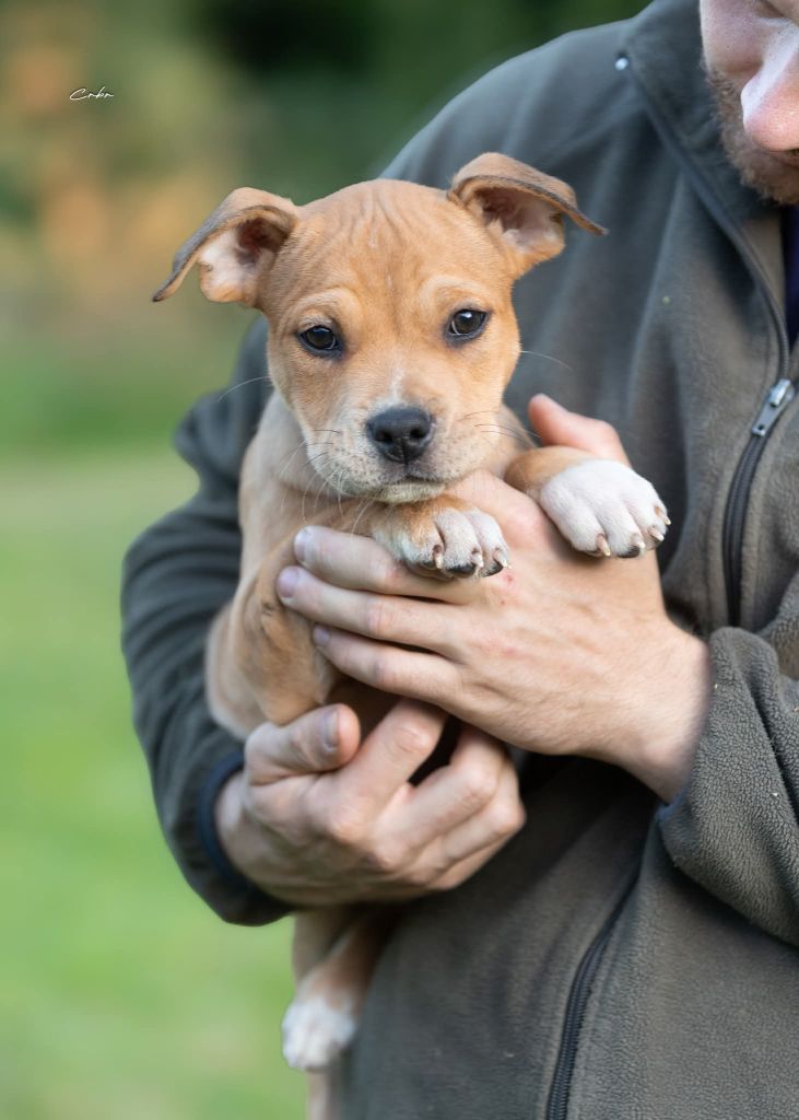Du chemin des moulins - Chiots disponibles - American Staffordshire Terrier