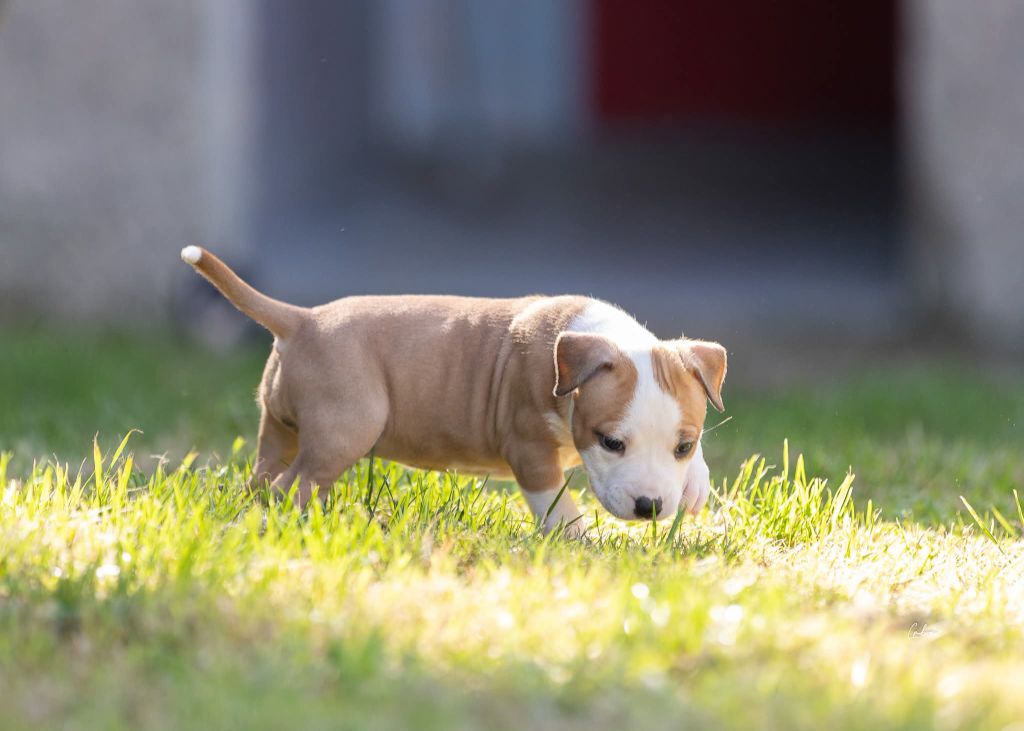 Du chemin des moulins - Chiots disponibles - American Staffordshire Terrier